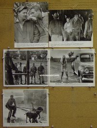#3339 COOL HAND LUKE 5 8x10s '67 Paul Newman