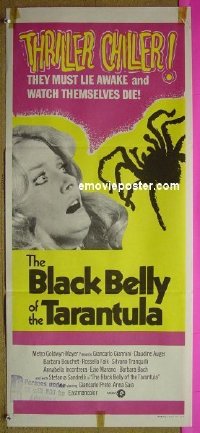 #8557 BLACK BELLY OF THE TARANTULA Aust db 72 
