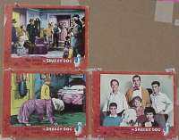 n196 SHAGGY DOG 3 lobby cards '59 Disney, Fred MacMurray