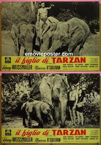 #6772 TARZAN FINDS A SON 2 Italian photobusta movie posters R50s