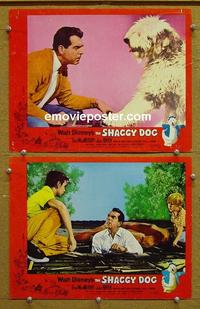 G090 SHAGGY DOG 2 lobby cards '59 Disney, MacMurray