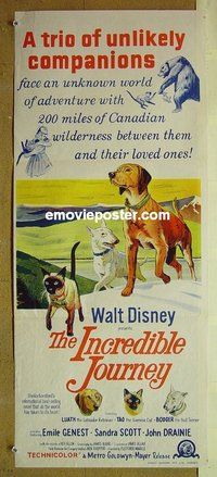 p388 INCREDIBLE JOURNEY Australian daybill movie poster '63 Walt Disney
