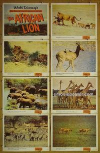 m062 AFRICAN LION complete set of 8 lobby cards '55 Walt Disney, jungle