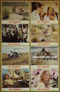 m148 BUSHBABY complete set of 8 lobby cards '70 Brooks, Louis Gossett Jr.