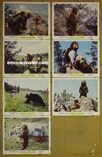 m823 KING OF THE GRIZZLIES 7 lobby cards '70 Walt Disney, bears