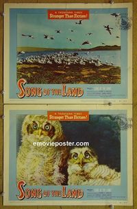 n375 SONG OF THE LAND 2 lobby cards '53 sea birds!