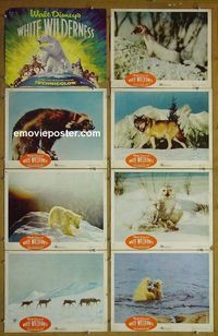 m701 WHITE WILDERNESS complete set of 8 lobby cards '58 Walt Disney