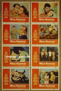 m704 WILD HARVEST complete set of 8 lobby cards R58 Alan Ladd, Dorothy Lamour