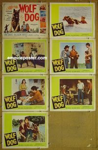 m908 WOLF DOG 7 lobby cards '58 Allison Hayes, Jim Davis
