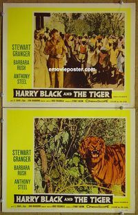 k185 HARRY BLACK & THE TIGER 2 movie lobby cards '58 Stewart Granger