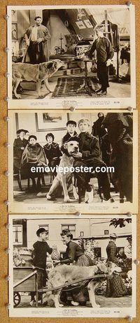 t715 DOG OF FLANDERS 18 8x10 movie stills '59 David Ladd, Crisp