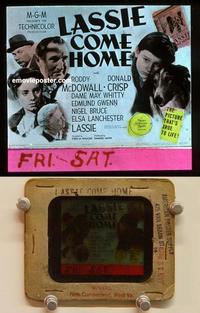 g171 LASSIE COME HOME movie glass lantern slide '43 Roddy McDowall