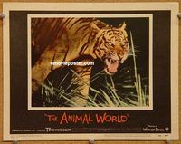s050 ANIMAL WORLD movie lobby card #6 '56 great tiger close up!