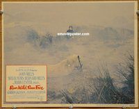 v839 RUN WILD RUN FREE movie lobby card #5 '69 horse in swamp!