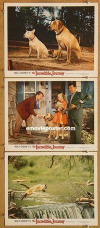 a494 INCREDIBLE JOURNEY 3 movie lobby cards '63 Walt Disney animals!