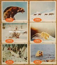 a716 WHITE WILDERNESS 6 movie lobby cards '58 Disney arctic animals!