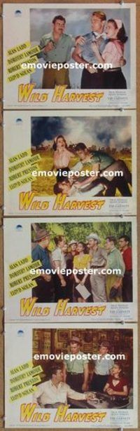 a614 WILD HARVEST 4 movie lobby cards '47 Alan Ladd, Dorothy Lamour