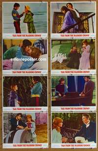 c272 FAR FROM THE MADDING CROWD 8 movie lobby cards '68 Christie