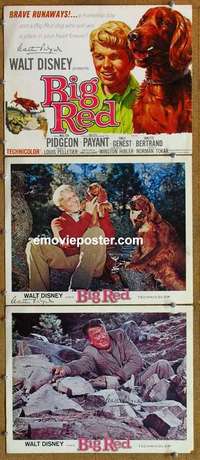 h411 BIG RED 3 signed movie lobby cards '62 Walter Pidgeon, Disney