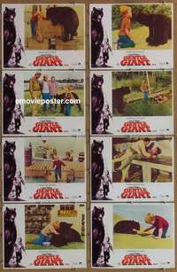 j268 GENTLE GIANT 8 movie lobby cards '67 Dennis Weaver, big bear!