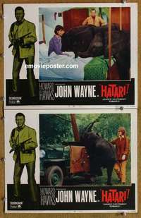 h135 HATARI 2 movie lobby cards R67 John Wayne, Howard Hawks