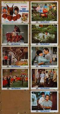 p076 UGLY DACHSHUND 9 movie lobby cards '66 Walt Disney, Dean Jones