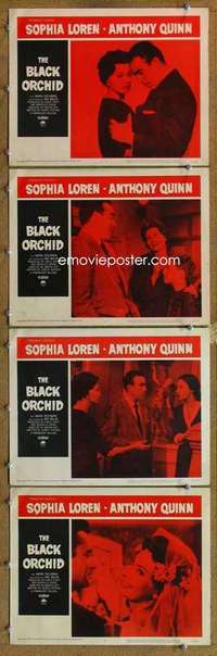 q556 BLACK ORCHID 4 movie lobby cards '59 Anthony Quinn, Sophia Loren