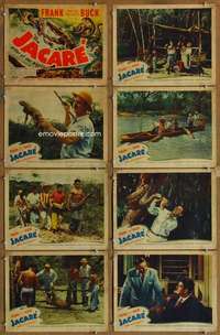q225 JACARE 8 movie lobby cards '42 Frank Buck in the Amazon jungle!