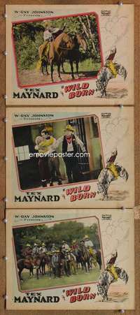 q814 WILD BORN 3 movie lobby cards '27 Kermit Tex Maynard, western!