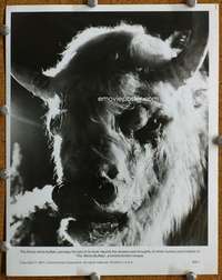 z640 WHITE BUFFALO 8x10 movie still '77 wild bison beast close up!