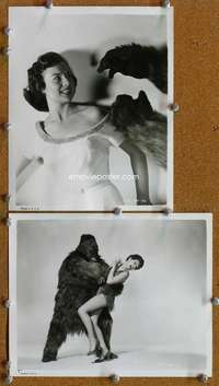 a809 GORILLA AT LARGE 2 8x10 movie stills '54 two great ape images!