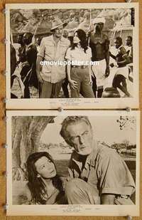 a984 ROOTS OF HEAVEN 2 8x10 movie stills '58 Errol Flynn, Julie Greco