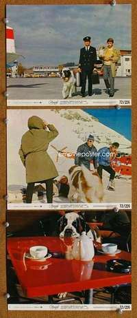a591 GEORGE 3 8x10 mini movie lobby cards '72 giant St. Bernard