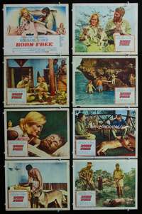 c154 BORN FREE 8 movie lobby cards '66 Virginia McKenna, Travers, lion!