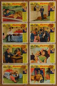 c329 FLUFFY 8 movie lobby cards '65 Tony Randall, Shirley Jones