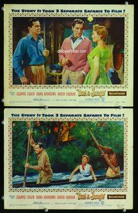 h859 DUEL IN THE JUNGLE 2 move lobby cards '54 Dana Andrews, Crain