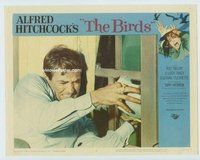w019 BIRDS movie lobby card #6 '63 close up Taylor attacked by birds!