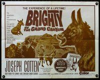 z657 BRIGHTY OF THE GRAND CANYON half-sheet movie poster '67 donkey!