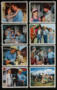 p087 GYPSY COLT 8 vintage movie color 8x10 mini lobby cards '54 wild stallion!