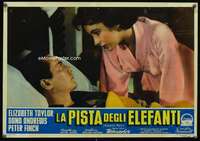 m101 ELEPHANT WALK Italian 14x19 photobusta movie poster '54 Liz Taylor