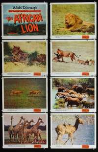 v159 AFRICAN LION 8 movie lobby cards '55 Walt Disney jungle safari!