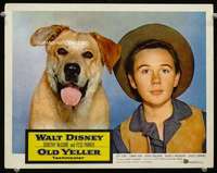 v092 OLD YELLER movie lobby card '57 great close canine portrait!