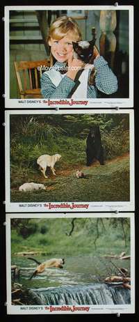 f344 INCREDIBLE JOURNEY 3 movie lobby cards '63 Walt Disney animals!