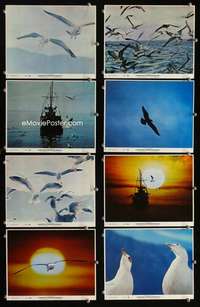 s540 JONATHAN LIVINGSTON SEAGULL 8 8x10 mini movie lobby cards '73 Richard Bach