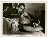 a156 SON OF PALEFACE 8x10 movie still '52 Bob Hope w/horse in bed!