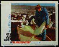 m502 JAMES DEAN STORY movie lobby card #6 '57 candid feeding cattle!