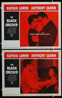 z120 BLACK ORCHID 2 movie lobby cards '59 Anthony Quinn, Sophia Loren