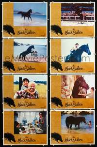 v057 BLACK STALLION 8 movie lobby cards '79 great horse images!
