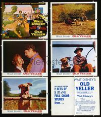 1d550 OLD YELLER 5 movie lobby cards R74 great images of the most classic Disney canine!