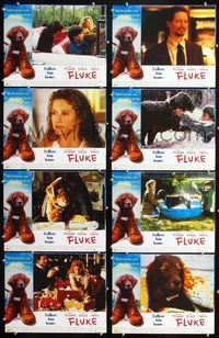 1g304 FLUKE 8 int'l movie lobby cards '95 Matthew Modine, Eric Stoltz, Nancy Travis, Rumbo the dog!